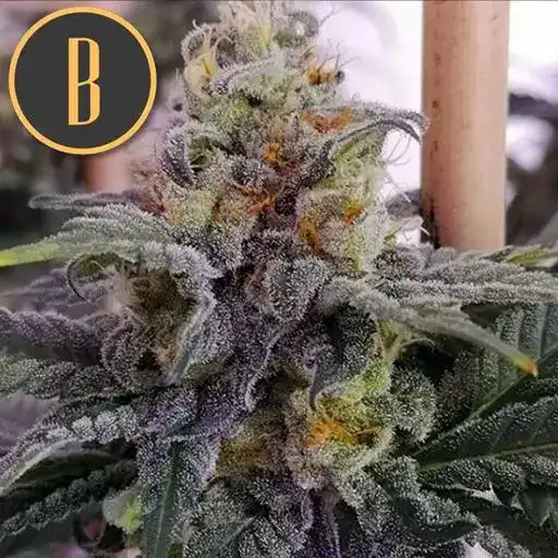 Blimburn Seeds Cannabis Seeds Chemdog #4 Nőiesített