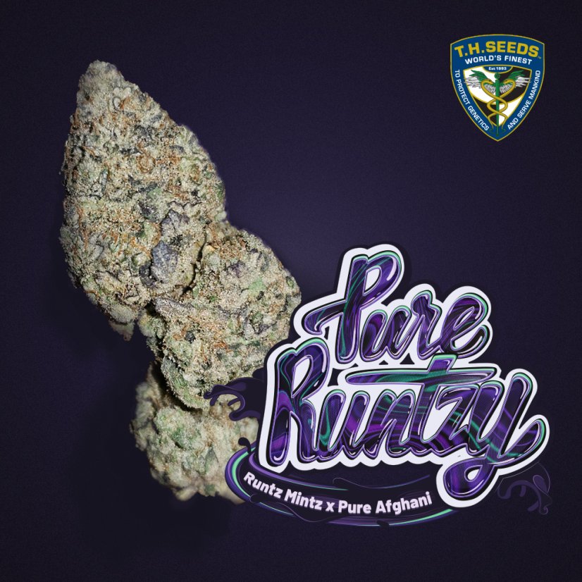 T.H.Seeds™ Seminte de canabis Pure Runtzy, pachet special 6+1, feminizate