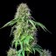 Royal Queen Seeds Cannabis Seeds Royal CBG Auto (korkea CBD)