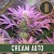 Blimburn Seeds Cannabis Seeds Cream Auto