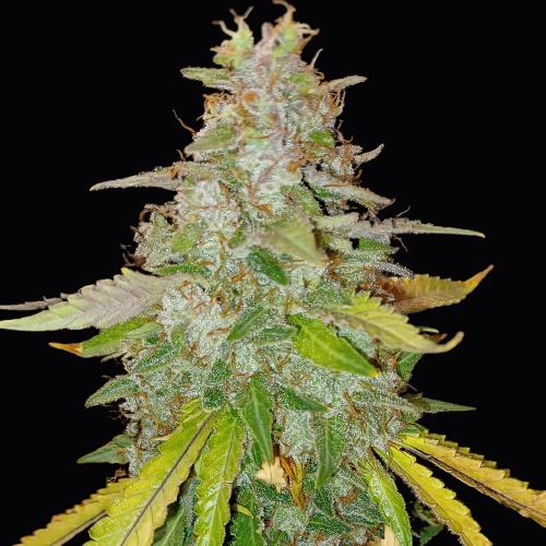 Doctor´s Choice Семена Niagara Auto Feminized