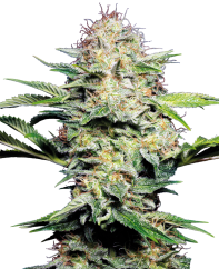 Sensi Seeds Seminte de canabis Sensi Skunk Automatic® feminizate, 3-10 buc.
