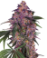 Sensi Seeds Seminte de canabis Sensi Purple Kush® feminizate, 3-10 buc.