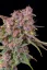 Fast Buds Cannabis Seeds Gorilla Punch Auto