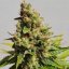 Royal Queen Seeds Graines de cannabis Royal AK féminisées