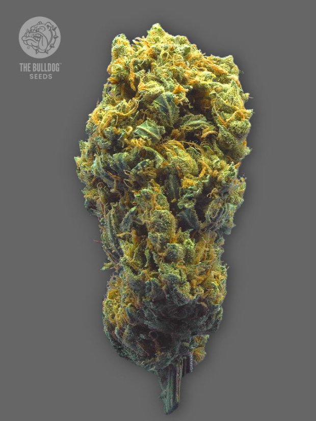 The Bulldog Seeds TB Strawberry Haze Automático, 3 e 5 peças