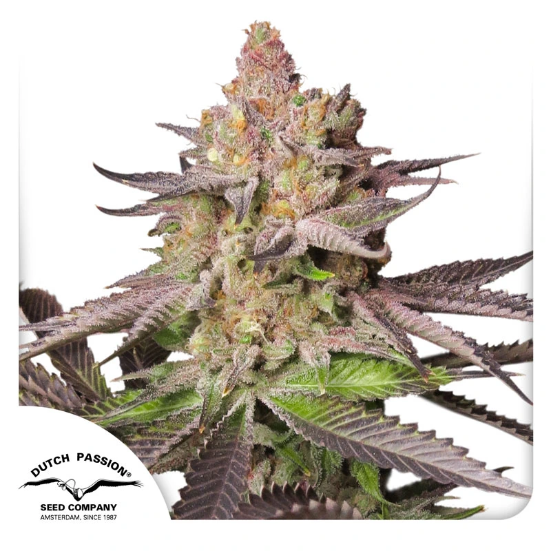 Dutch Passion Seminte de canabis Melonade Runtz® feminizate