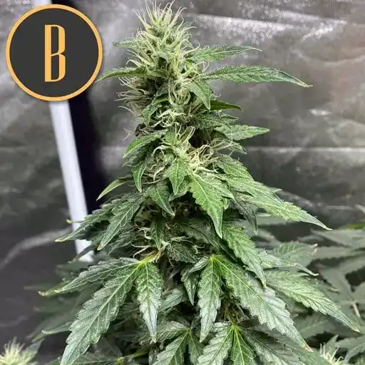 Blimburn Seeds Cannabisfrø Sweety Auto
