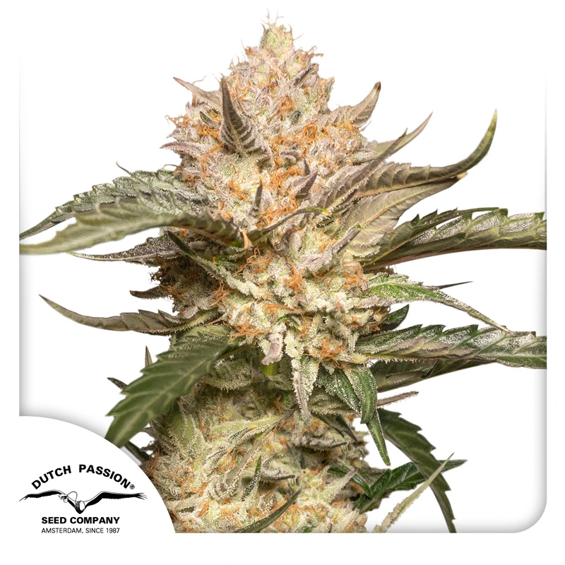 Dutch Passion Seminte de canabis Auto Trichome & Cream® Autoflowering