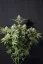 Fast Buds Sjemenke kanabisa Narančasti šerbet FF
