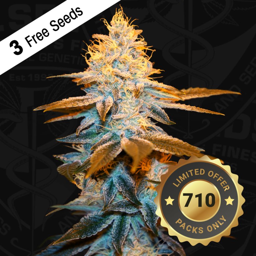 T.H.Seeds™ Seminte de canabis Strawberry Glue, 710 Limited Special Pack, feminizate
