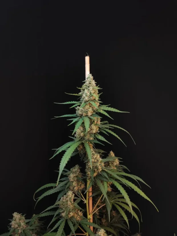 Fast Buds Sjemenke konoplje Sir Auto