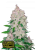 Fast Buds Cannabis Seeds Stardawg Auto