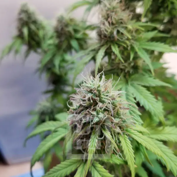 Blimburn Seeds Kanapių sėklos AK Auto