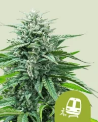Royal Queen Seeds Cannabis Seeds Trainwreck Auto