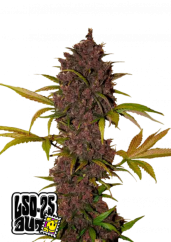 Fast Buds Насіння канабісу LSD-25 Auto