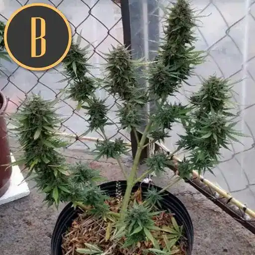 Blimburn Seeds Семена от канабис Orient Auto