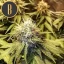 Blimburn Seeds Semena konoplje Narkosis Feminized