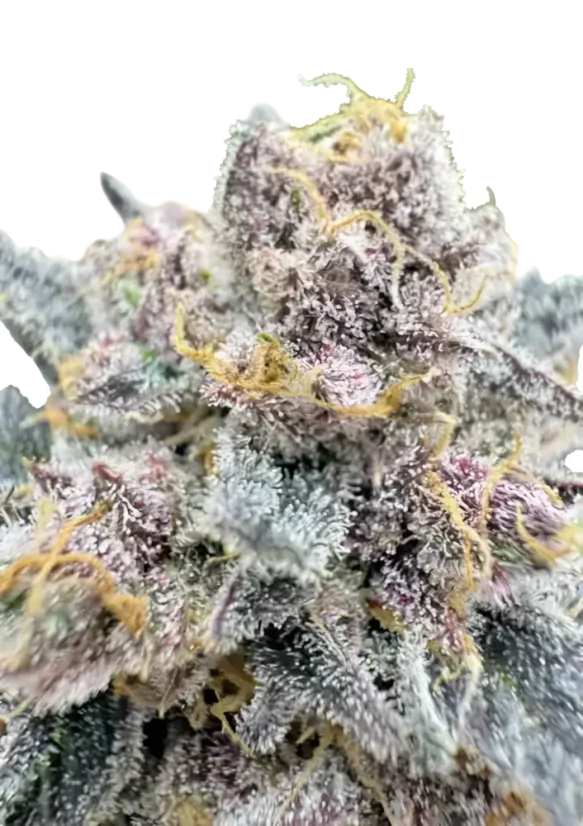 Fast Buds Cannabis Seeds Cherry Cola Auto RF3 Feminized