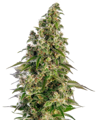 Sensi Seeds Seminte de canabis Afghani #1 Automatic® feminizate, 3-10 buc.