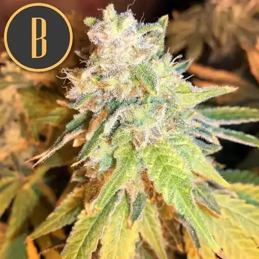 Blimburn Seeds Cannabis Seeds Mamba Negra CBD feminizált