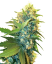 Sensi Seeds Seminte de canabis Double Kush Cake feminizate, 3-10 buc