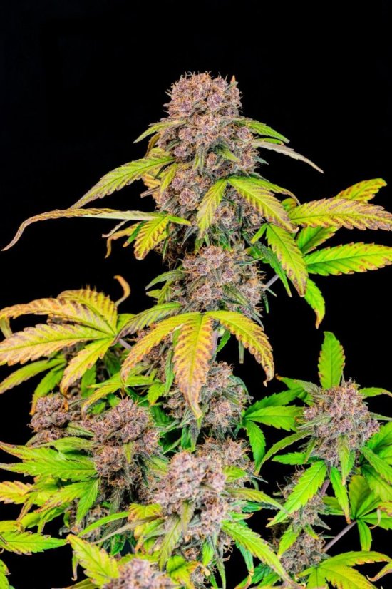 Fast Buds Cannabis Seeds Lemon Cherry Cookies Auto