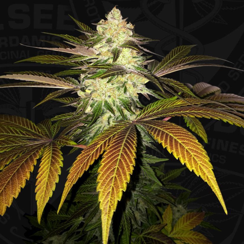 T.H.Seeds™ Cannabisfrø Orangesicle, 6+1 specialpakke, feminiseret