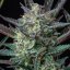Royal Queen Seeds Semințe de canabis Purple Punch Auto
