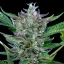 Royal Queen Seeds Semințe de canabis North Thunderfuck Auto
