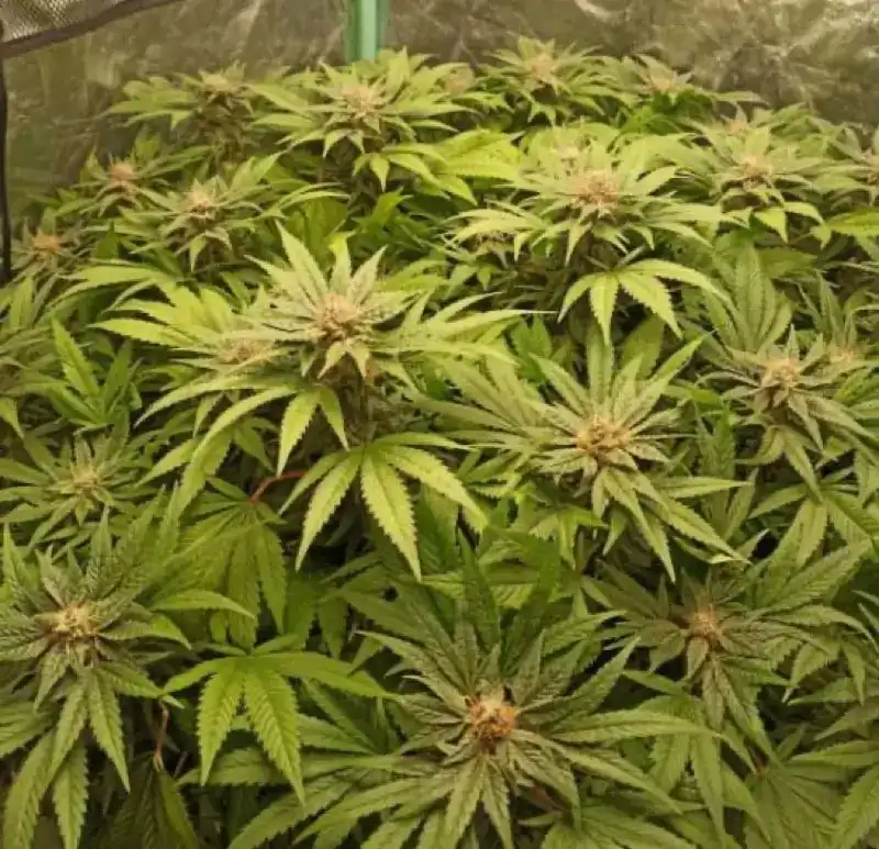 Blimburn Seeds Kanepiseemned Mamba Negra CBG
