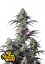 Fast Buds Cannabis Seeds Mimosa Cake Auto
