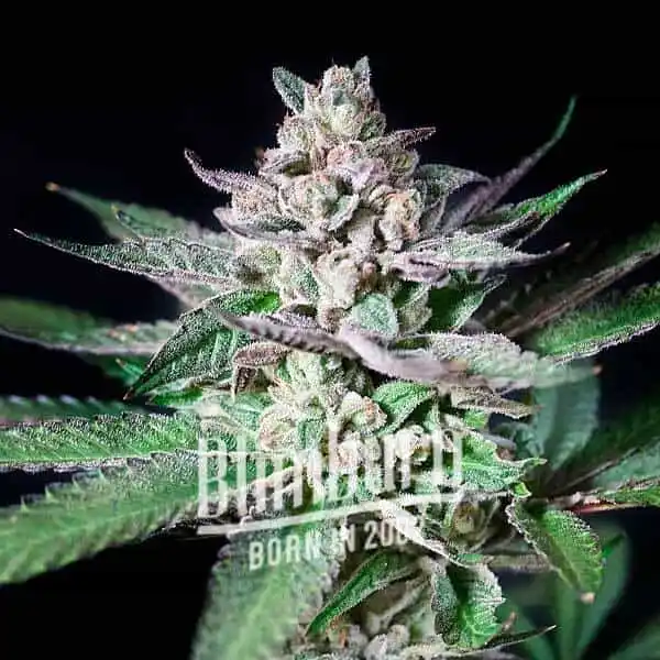 Blimburn Seeds Kanapių sėklos Alien Rock Candy Moteriški