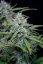 Fast Buds Sjemenke konoplje White Widow Auto