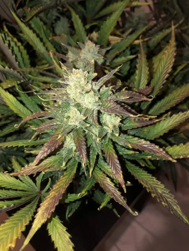 Fast Buds Sjemenke konoplje Gorilla Auto