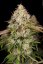 T.H.Seeds™ Graines de cannabis Underdawg™, paquet de 5+1, féminisées
