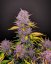 Fast Buds Sjemenke konoplje Purple Lemonade Auto