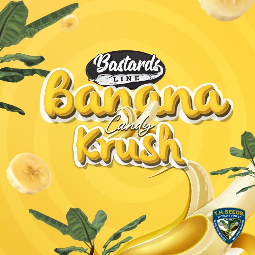 T.H.Seeds™ Hanfsamen Bastards Line: Banana Candy Krush, diverse Packungen, feminisiert