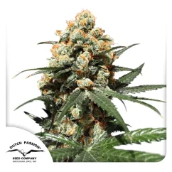 Dutch Passion Seminte de canabis Orange Hill Special® Feminizate