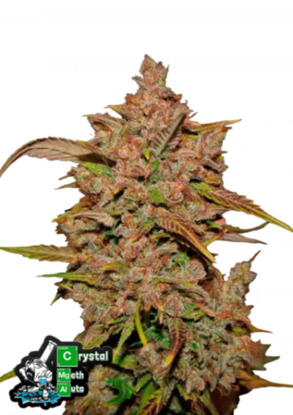 Fast Buds Cannabis Seeds Crystal Meth Auto