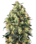Sensi Seeds Semințe de canabis Super Skunk Automatic® feminizate, 3-10 buc.