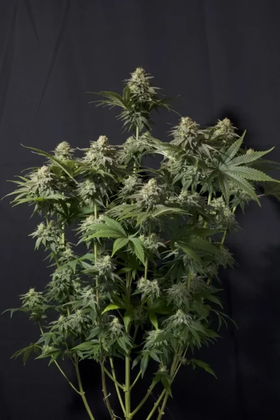 Fast Buds Sjemenke kanabisa Narančasti šerbet FF