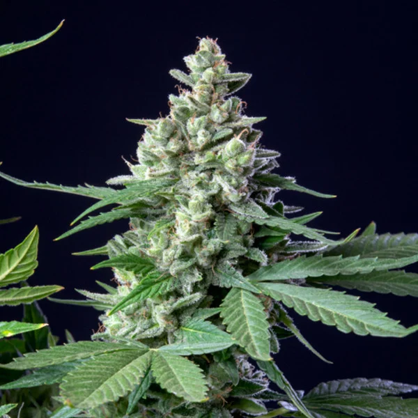Royal Queen Seeds Seminte de canabis Easy Bud Auto