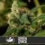 Blimburn Seeds Cannabis Seeds Green Crack Nőiesített