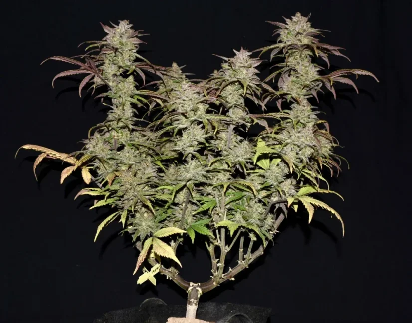 Fast Buds Автозаправка з насінням канабісу
