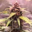 Blimburn Seeds Semințe de canabis Grizzly Purple Auto