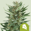 Royal Queen Seeds Seminte de canabis Royal Cheese Auto