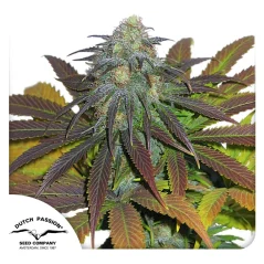 Dutch Passion Насіння коноплі Californian Orange® Feminized