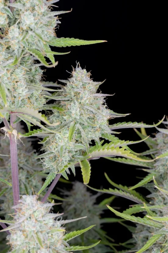 Fast Buds Semi di Cannabis Wedding Cheesecake Auto