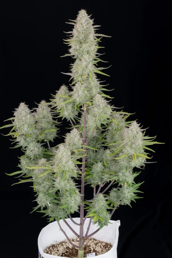 Fast Buds Semi di Cannabis Wedding Cheesecake Auto